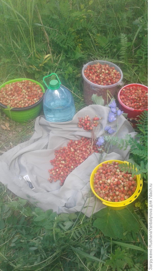 Наш с дочерью улов за одну поездку.