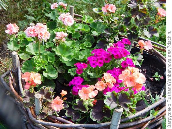 Летом она росла на даче.