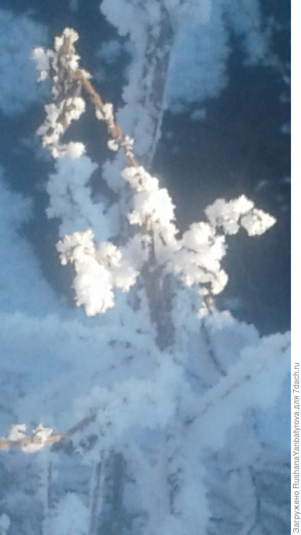 Все травки в инее!