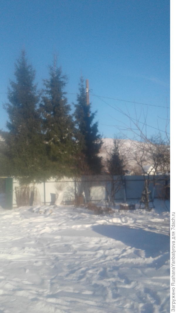 Наши елки всегда красивы!