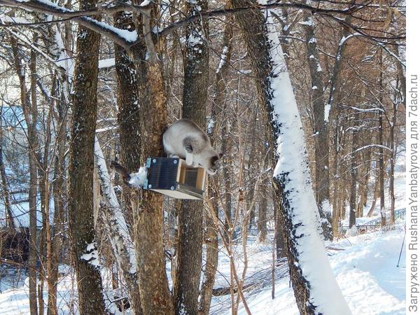 Киска сала захотела,на кормушечку взлетела!