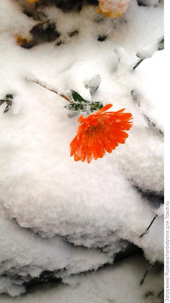 Красота и беззащитность!