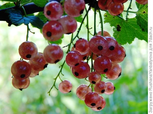 Розовая безымянная.