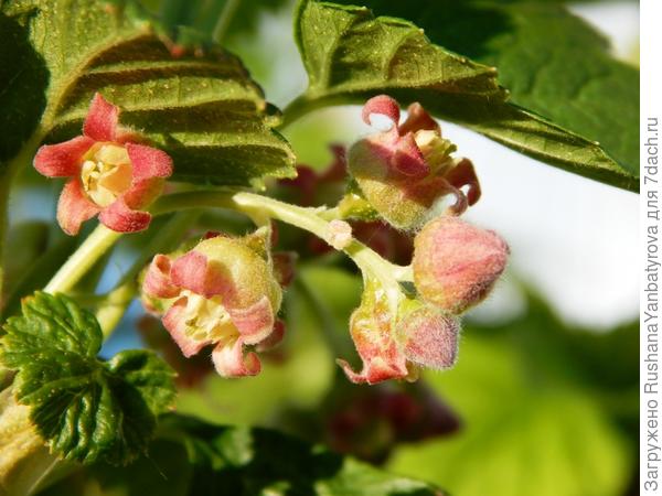 Алтайская цветет!