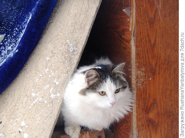 Дом Красотки в лесопарке кто-то пледиком накрыл!