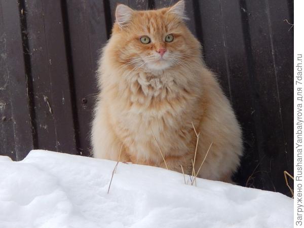 Экий Рыжий барон! (домашний).