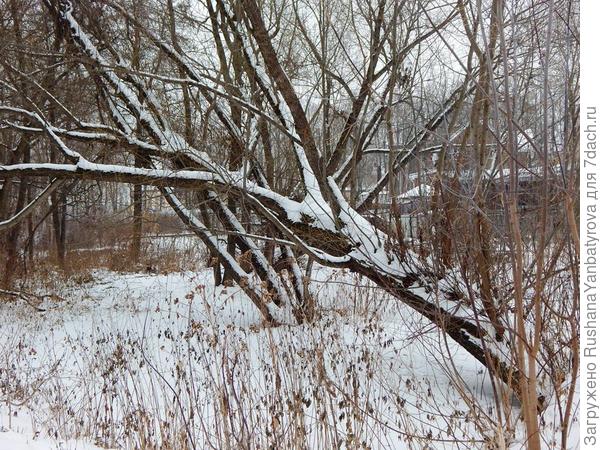 Ивы у ручья совсем легли.