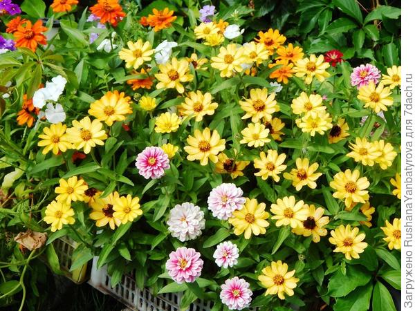 Мобильный цветник.