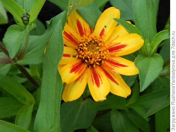 Цинния узколистная низкорослая.