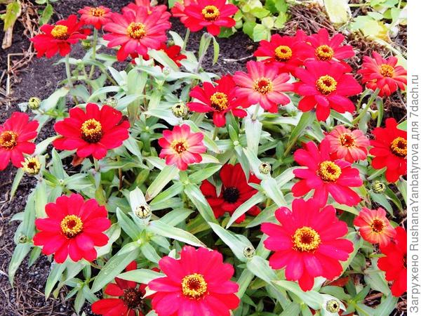 Осенью в теплице. Этот редкий сорт циннии Захара я взяла у подруги и пересадила вонце августа перед заморозками.