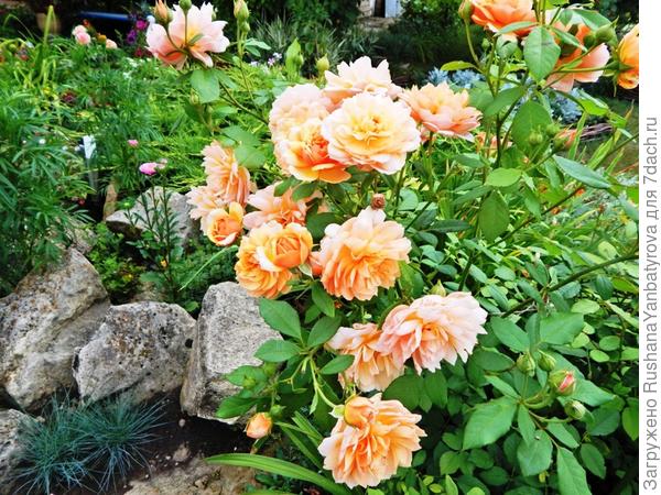 Была бы рада наяву подарить Вам букет любимых роз!