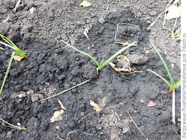 Были такие.