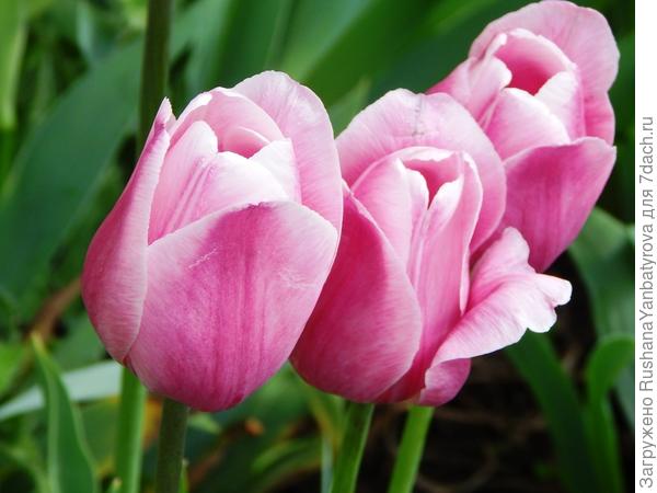 А весна, дорогая Весна, не за горами!