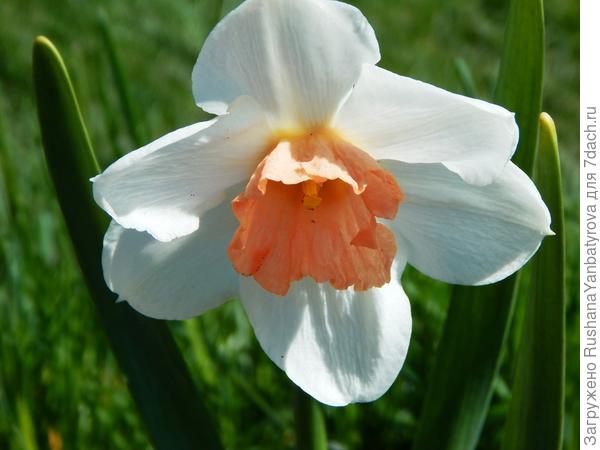 Новичок - 2020.