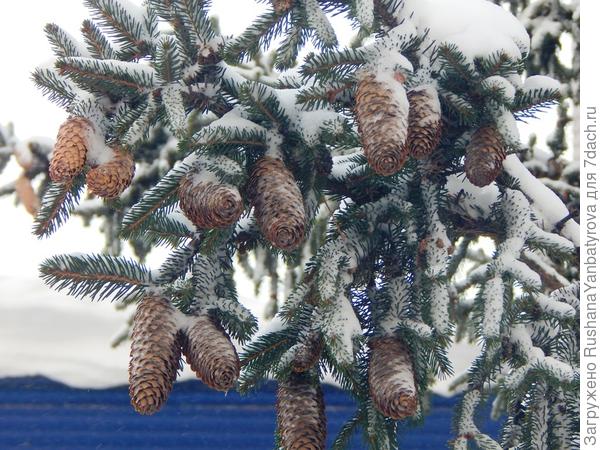 Шишки на самом верху.