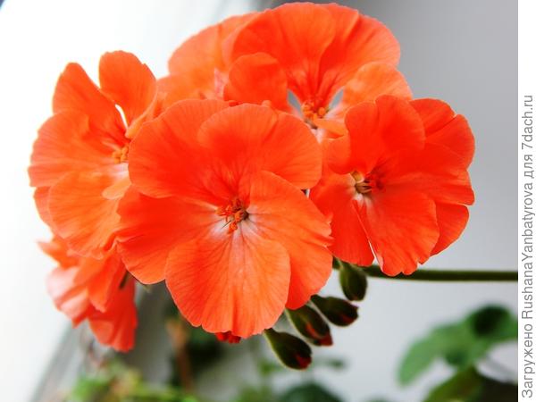 И эта из семян.