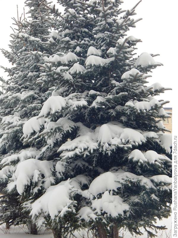 Елки в городском дворе.
