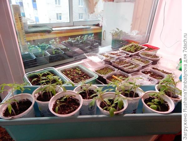 Примерно так на всех окнах. Это 20 марта.