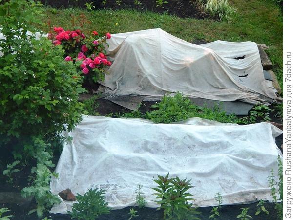 26 июня. Укрыты георгины и циннии.