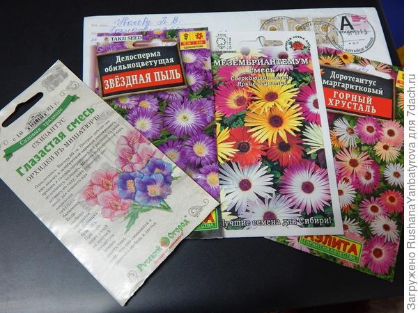 Новый схизантус, делосперму и мезембриантемум посею нынче, а доротеантус оставлю на 2022 год.