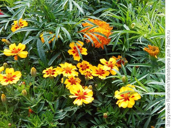 Эти тоже люблю, а сорт забыла.