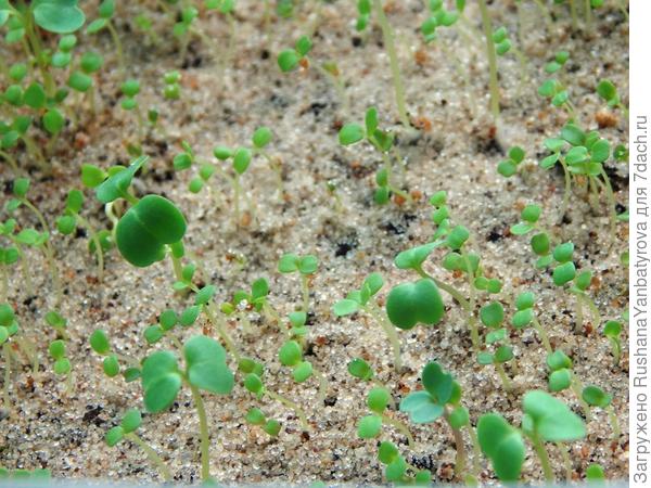 Фото недельной давности. Уже едим руколу.