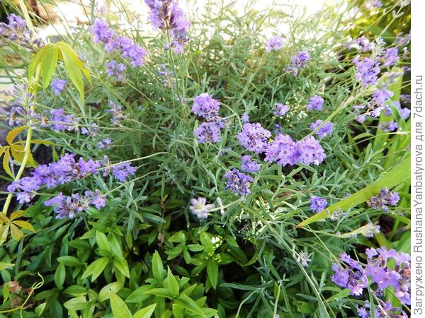 а это моя старая английская