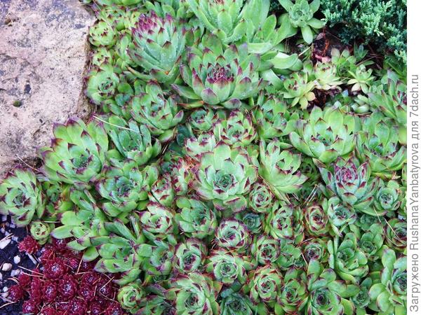 2020 год,весна.