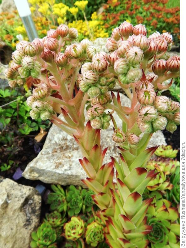 У зеленого более высокие и крепкие цветоносы, цветы бледнее. 2017г