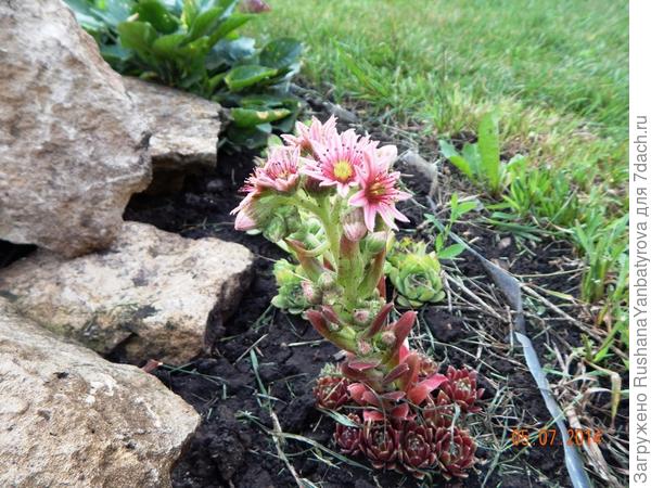 Первое цветение.