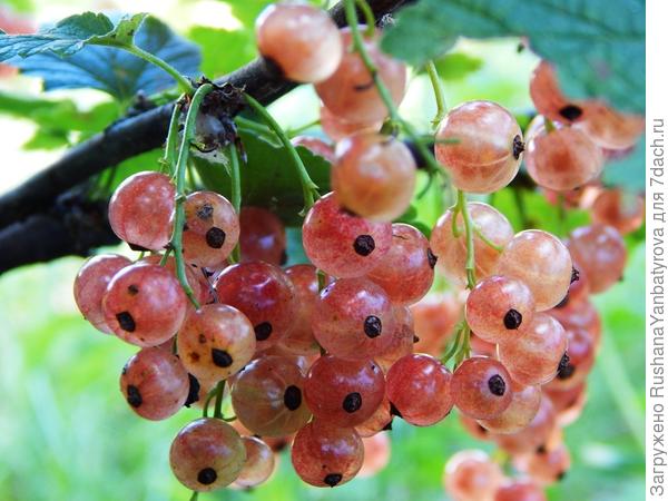 Смородина Чудесная!