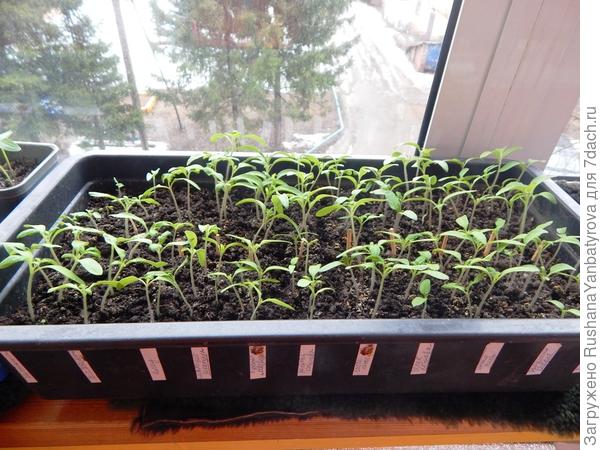 Рассада-2020.