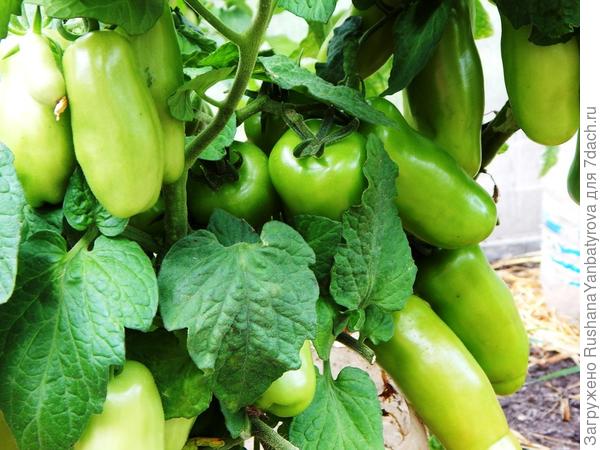 Дрова крупным планом. 3 августа.