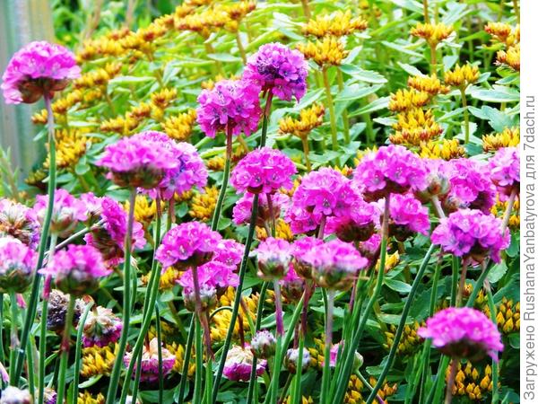 У меня армерия вот такая, розовая...