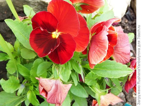 И этот купила.