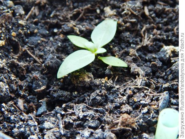 Самая большая. Между кончиками больших листьев 2см.