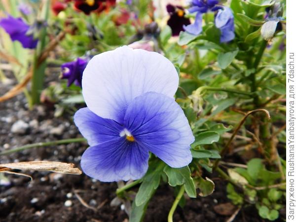 и просто милашки!