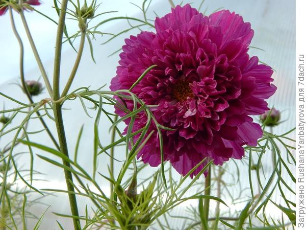 имя забыла...