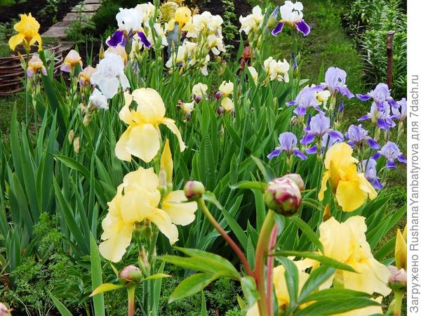 Часть иридария.