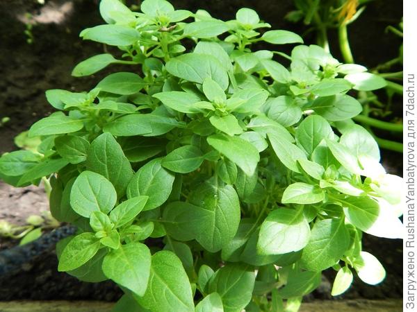 То фото, что я не могла в топик вставить.  Красота!