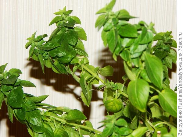 Мой любимый Парфюм и зимой со мной!