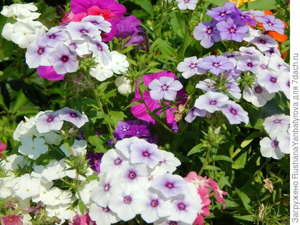 Часть Акварелек.