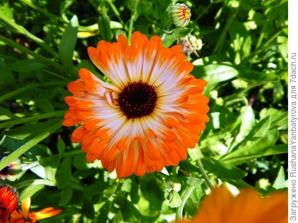 Безымянная.