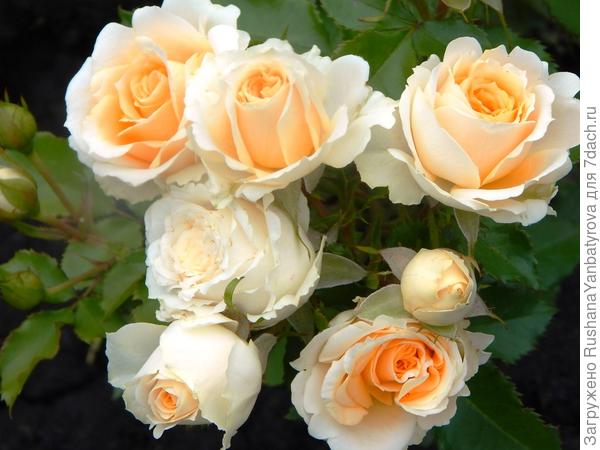 Крем грация