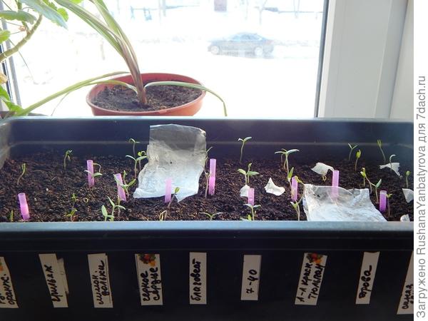 Розовые трубочки делят ряды. На той стороне ящика тоже надписи.