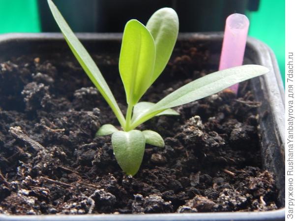 И такие. Буду переваливать 21 числа.