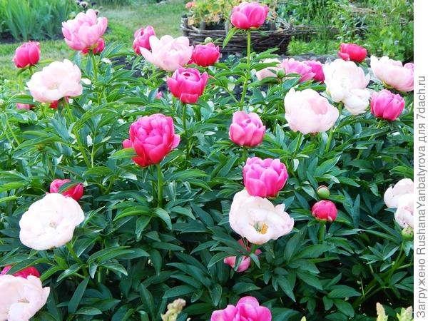 Вот смотри на переднем плане цветы. Это раскрытые? Цвет на фото, конечно, искажен. Они же не белые...