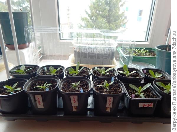 Эустомки. Посеяны 15 декабря.