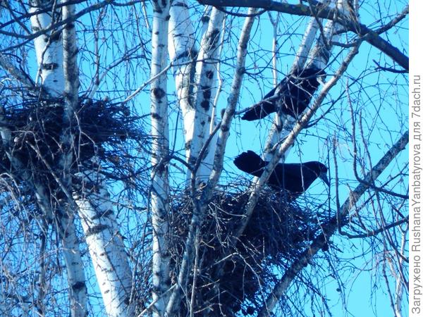 все по парам...