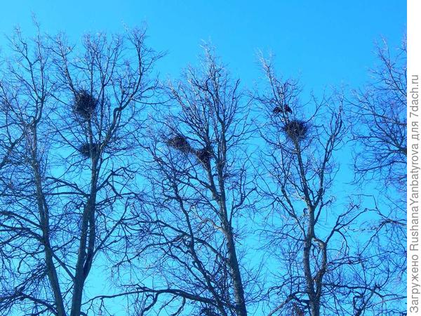 Гнезда на всех деревьях!